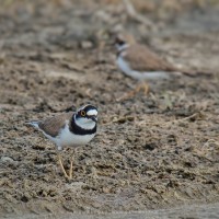 <i>Charadrius dubius</i> Scopoli,1786